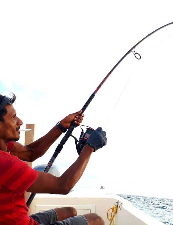 fishing Tropical Tree