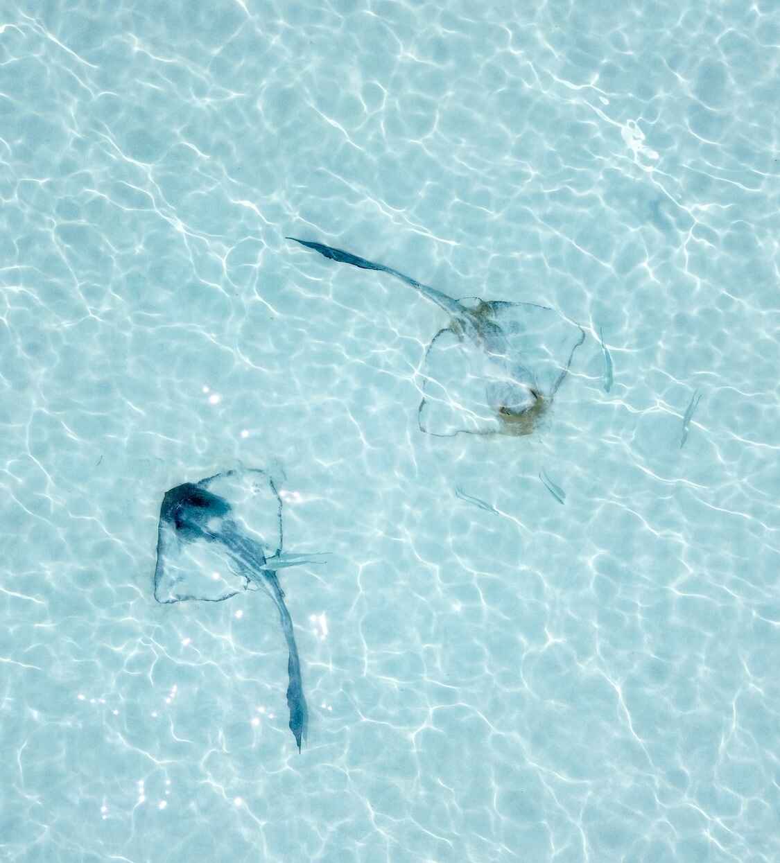 stingray Fehendhoo