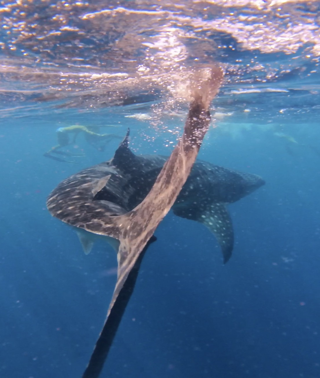 whaleshark